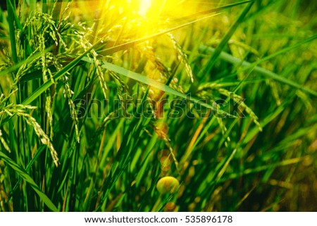 An Image of Ear Of Rice in garden with selective focus and blurry background with sun lighting flare effect.