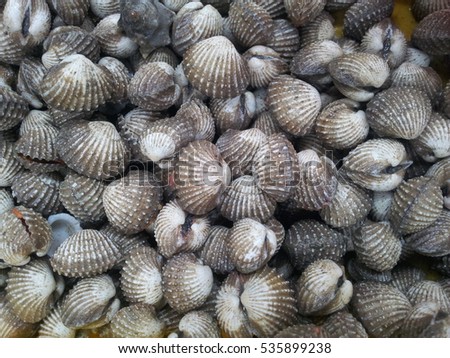 fresh clams on market display