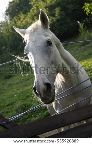 White horse behind the fence. Slovakia