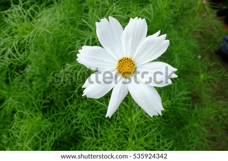 White flower in garden, Beautiful flower, Fresh flower