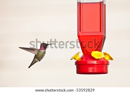 Hummingbird and feeder.  Anna's Hummingbird against light background