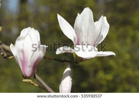  magnolia blossom