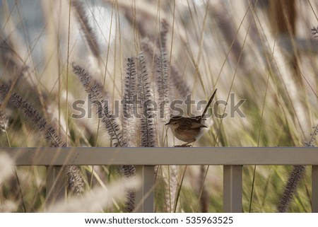 Asian desert warbler on a fence