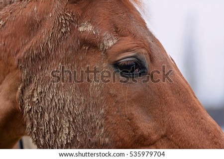 Details horses