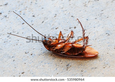 Dead cockroach on cement floor.