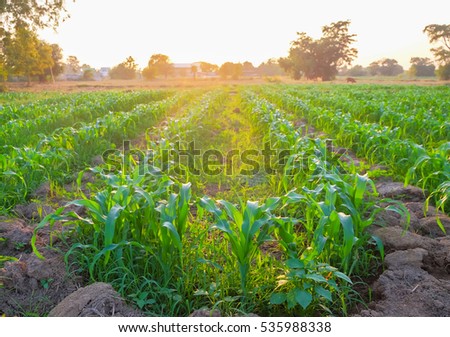 a front selective focus picture of organic young corn at agriculture field 