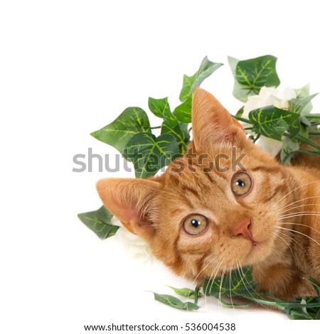 Face of a looking ginger cat with artificial ivy (1x1). White background with copy space.