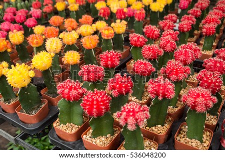 Colorful cactus in pot background.(Many cactus in pot) (cactus background)