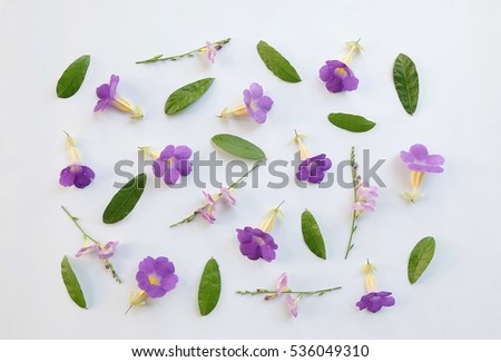 Purple flowers and green leaves on white background. Flat lay, top view