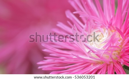 Macro of flower. Nature composition.