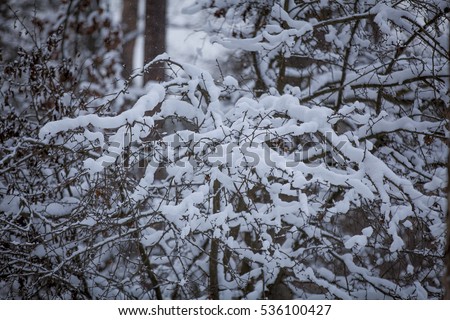 Winter forest, branches covered with snow