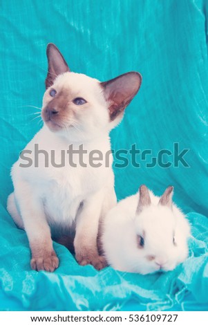 Oriental blue-point Siamese kitten and small white rabbit sitting on blue background