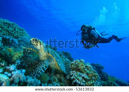 Hawksbill Turtle feeds while woman scuba diver observes