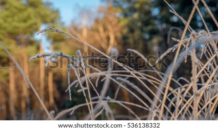 Frozen grasses in the forest, picture taken during first day's of winter in Holland.