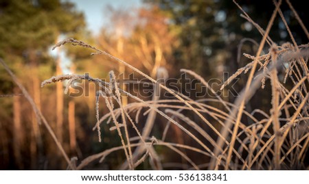 Frozen grasses in the forest, picture taken during first day's of winter in Holland. Vintage effect.