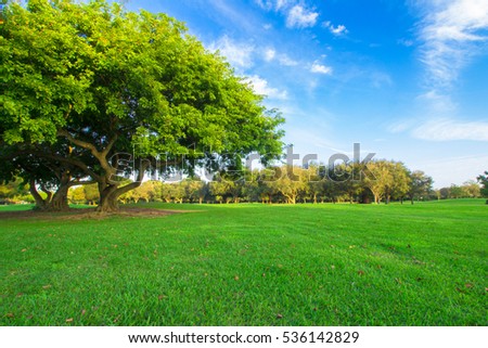 Beautiful wallpaper landscape with super green golf grass and massive green tree during the summer with a blue sky