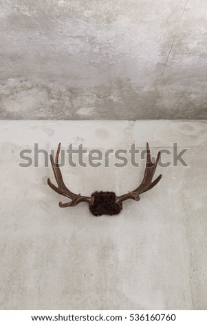 Moose antlers on concrete wall