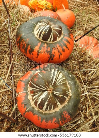 Gourds or all shapes and sizes