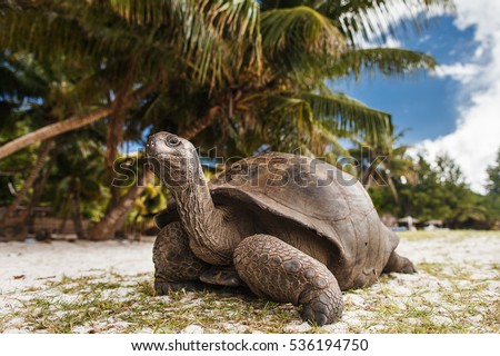 Seychelles. Giant tortoise on Curieuse Island. Royalty-Free Stock Photo #536194750