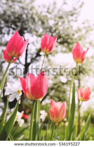 beautiful picture of blooming pink tulips in a spring garden with white blooming trees at the background on the fresh sunny day