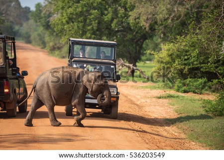 Sri Lanka: wild baby elephant crossing road in Yala National Park 
 Royalty-Free Stock Photo #536203549