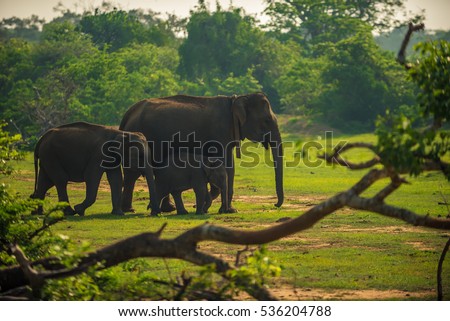 Sri Lanka: family of wild elephants in jungle of Yala National Park 
 Royalty-Free Stock Photo #536204788