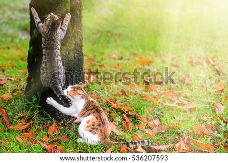 Two cats climbs a tree in the park Royalty-Free Stock Photo #536207593