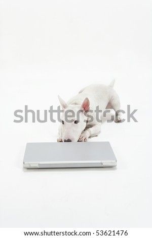 Dog and laptop computer