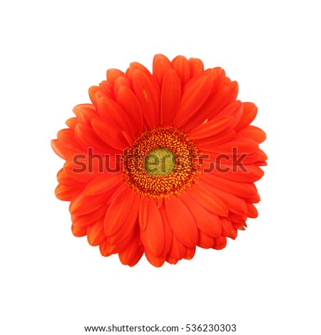 isolated macro photo beauty red gerbera flower close up background