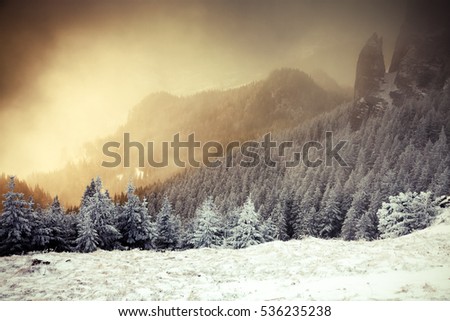 amazing winter sunrise through fog in the mountains above snowy fir trees. Dramatic wintry scene. Natural park. Carpathian, Romania, Europe. Happy New Year
