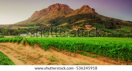 vineyards and Helderberg Mountain near Stellenbosch at sunset, Western Cape, South Africa on the 11th of febuary 2010 in Stellenbosch, South Africa.  Royalty-Free Stock Photo #536245918