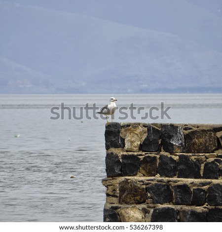 Solitary seagull (herring gull) standing on a stone wall.