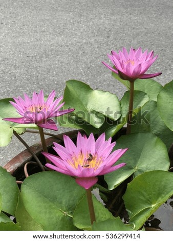 Pink lotus on background
