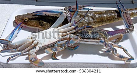 Freshly caught Blue Swimmer crabs ( Portunus armatus) and Flathead fish ready to cook for a seafood banquet.



