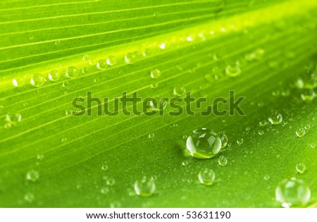 water drops on green leaf  - macro picture