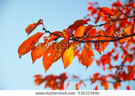  trees in Autumn japan tokyo 