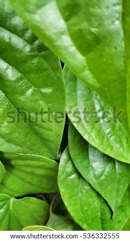 Green leaves in the garden