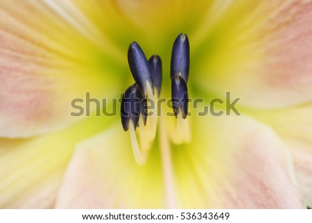 A macro photo of the purple stamens at the center of a tiger lily flower in Concord, NH.