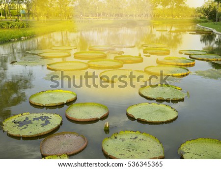 Giant leaves of the Victoria waterlily in pool at Suanluang Rama IX.