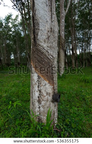 View of a rubber plantation in Thailand.