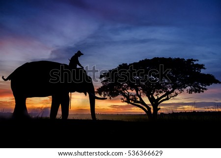 Silhouette elephant under the tree in the early morning 