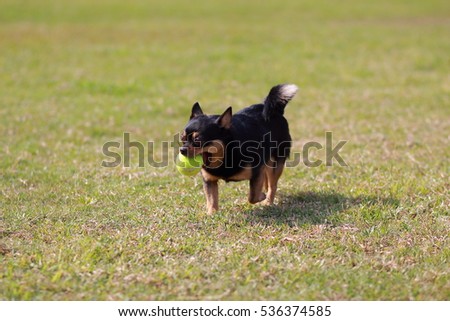 dog, Chihuahua dog