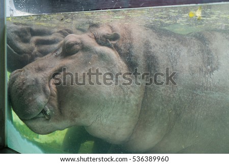 Two hippopotamus sleeping in the water