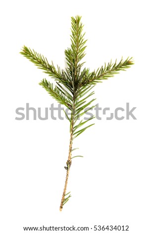 Fir tree branch isolated on a white background