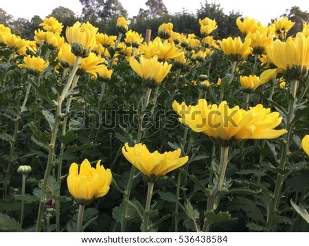 
yellow flowers,yellow flowers background
