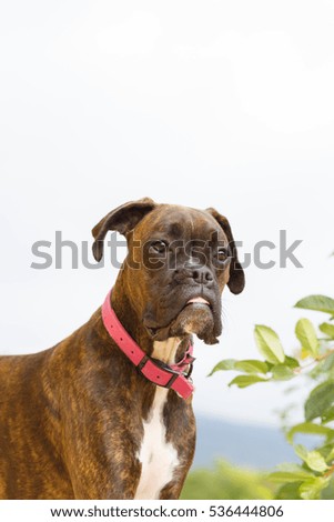 Portrait of an adult dog breed boxer on the street during the day. Pets