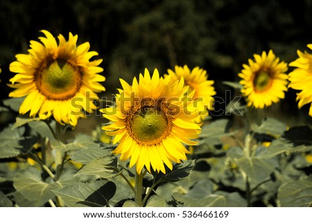 Sunflowers in the garden outdoor 