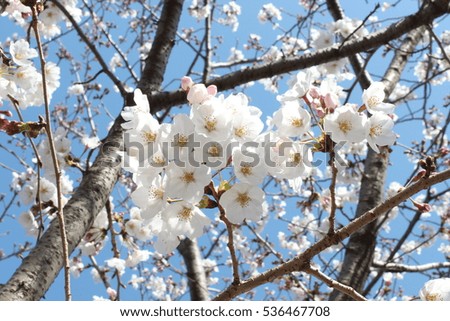 flower sakura 