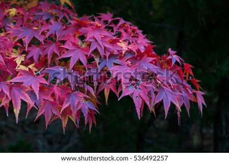 Red leafs of maple tree in Karuizawa Japan