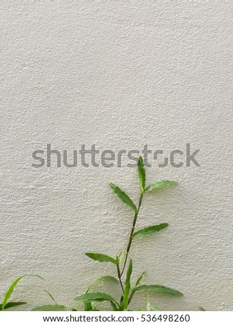 Grass growing on the white wall.